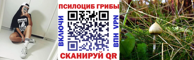 Псилоцибиновые грибы Psilocybe  Сясьстрой 